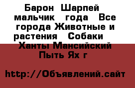 Барон (Шарпей), мальчик 3 года - Все города Животные и растения » Собаки   . Ханты-Мансийский,Пыть-Ях г.